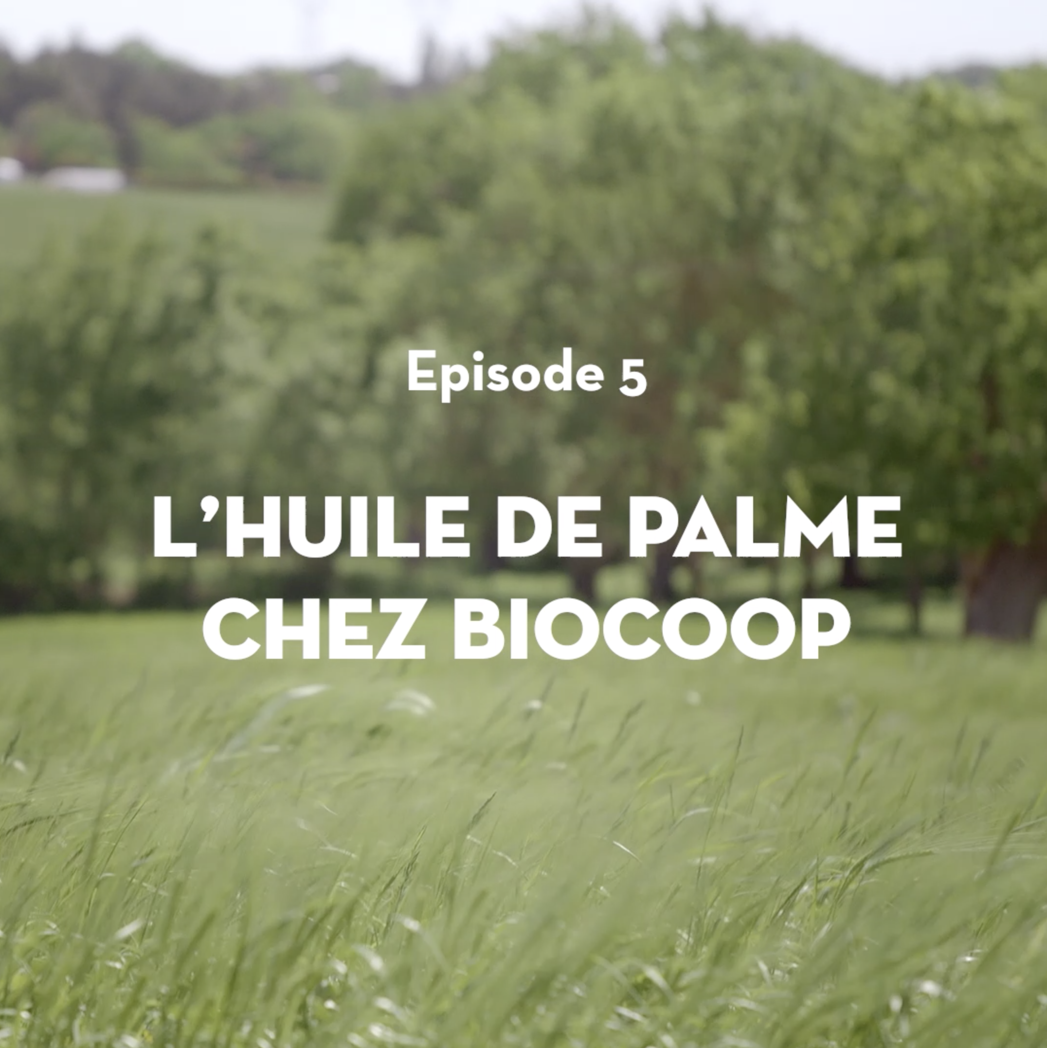 Episode 5 : Pourquoi y-a-t-il de l’huile de palme dans mes produits bio ?