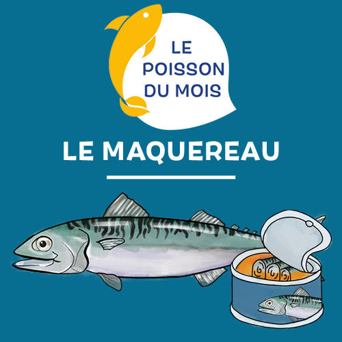 Le poisson du mois: le maquereau Le poisson du mois: le maquereau