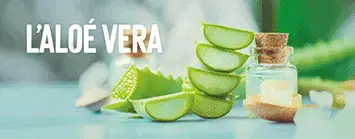 L’Aloé Vera, pour une cosmétique naturelle L’Aloé Vera, pour une cosmétique naturelle